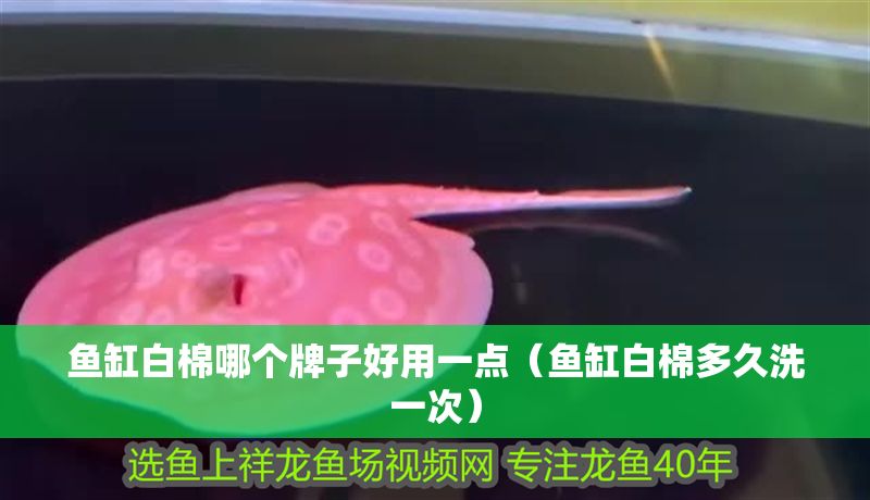 魚缸白棉哪個牌子好用一點（魚缸白棉多久洗一次） 魚缸白棉哪個牌子好用一點（魚缸白棉多久洗一次） 龍魚百科 第1張