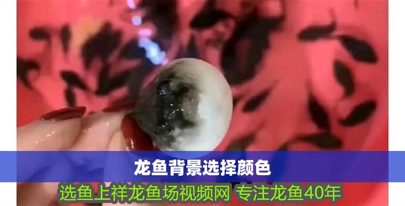 龍魚背景選擇顏色