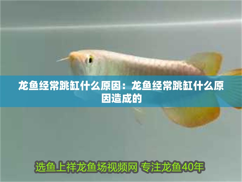 龍魚經常跳缸什么原因：龍魚經常跳缸什么原因造成的