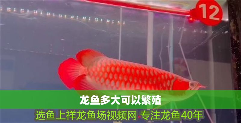 龍魚多大可以繁殖