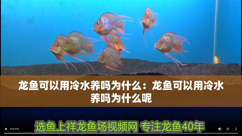 龍魚可以用冷水養嗎為什么：龍魚可以用冷水養嗎為什么呢