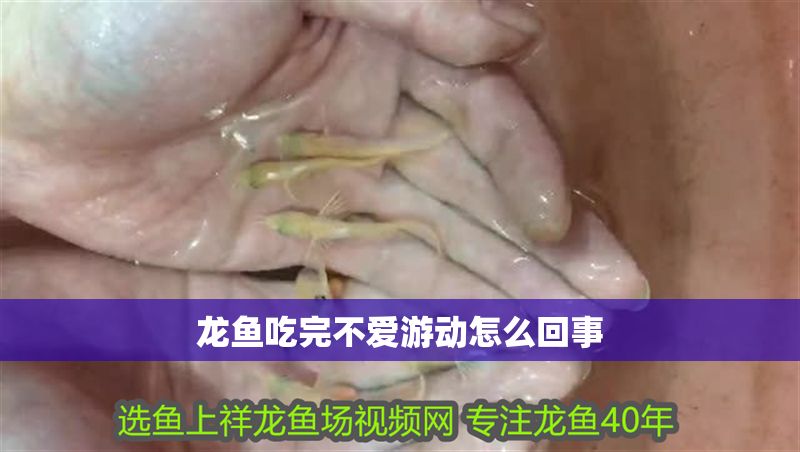 龍魚吃完不愛游動(dòng)怎么回事