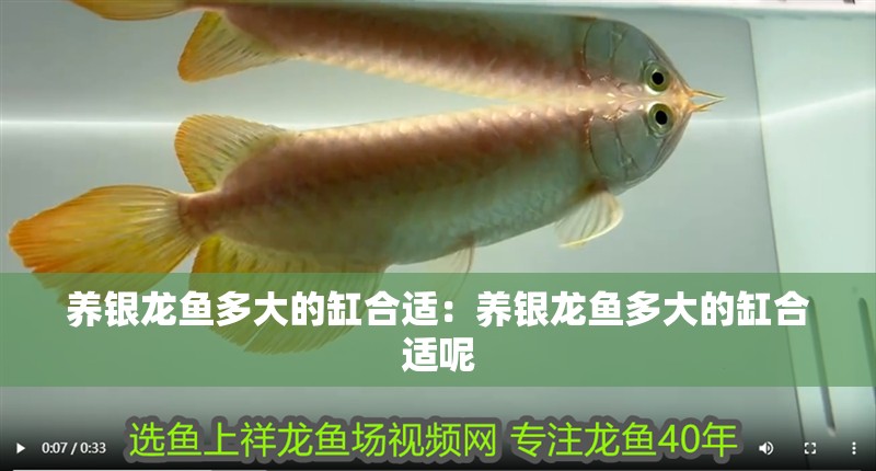 養銀龍魚多大的缸合適：養銀龍魚多大的缸合適呢