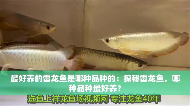 最好養(yǎng)的雷龍魚(yú)是哪種品種的：探秘雷龍魚(yú)，哪種品種最好養(yǎng)？