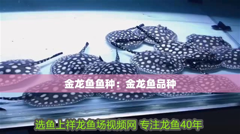 金龍魚魚種：金龍魚品種
