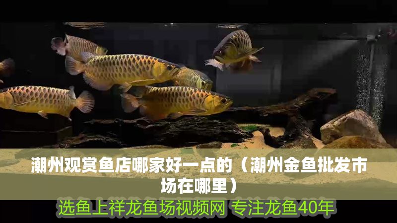 潮州觀賞魚店哪家好一點的（潮州金魚批發市場在哪里）