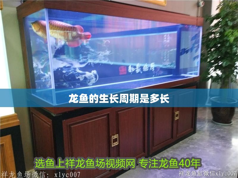龍魚的生長周期是多長