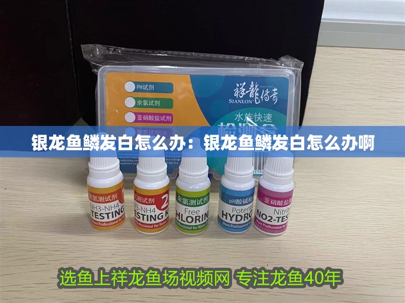 銀龍魚鱗發(fā)白怎么辦：銀龍魚鱗發(fā)白怎么辦啊