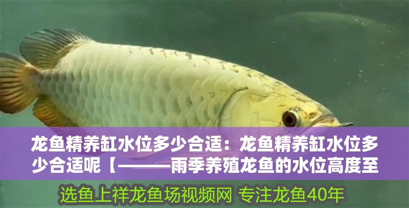 龍魚精養缸水位多少合適：龍魚精養缸水位多少合適呢【———雨季養殖龍魚的水位高度至關重要】