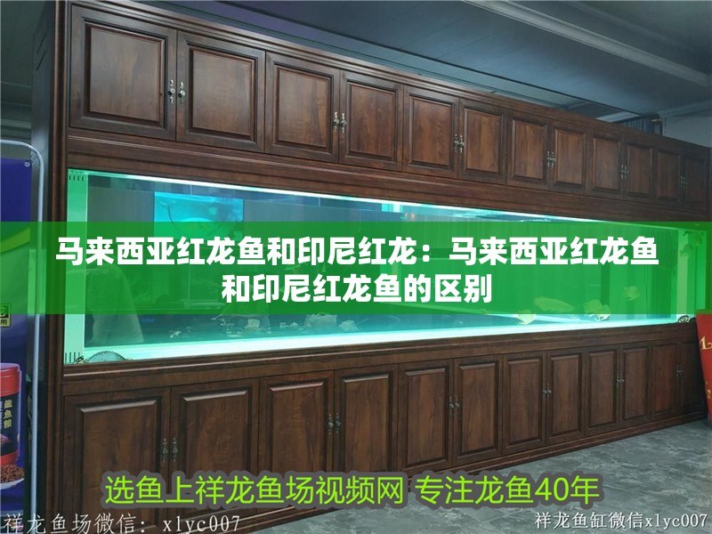 馬來(lái)西亞紅龍魚和印尼紅龍：馬來(lái)西亞紅龍魚和印尼紅龍魚的區(qū)別