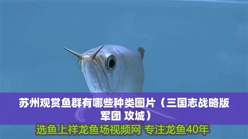 蘇州觀賞魚群有哪些種類圖片（三國志戰(zhàn)略版 軍團 攻城）