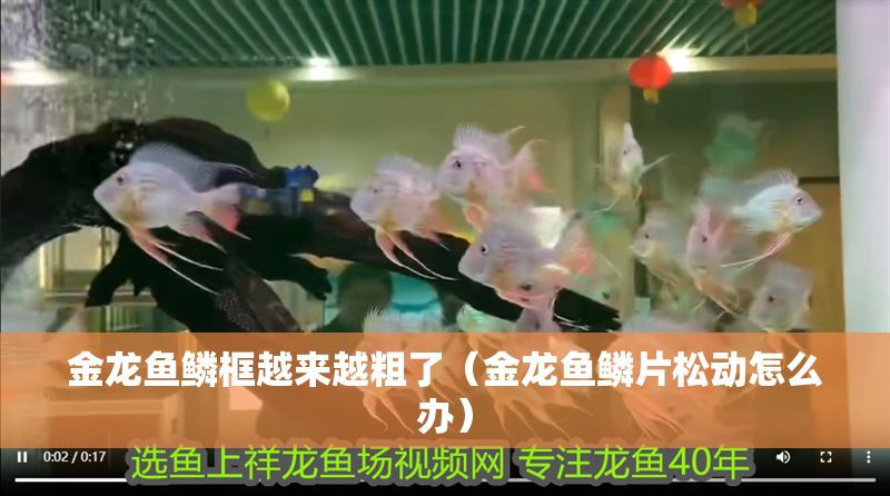 金龍魚鱗框越來越粗了（金龍魚鱗片松動怎么辦）