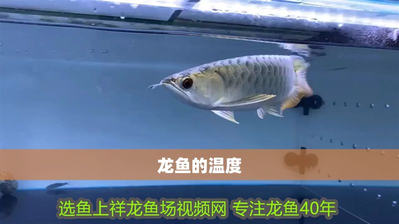 龍魚的溫度