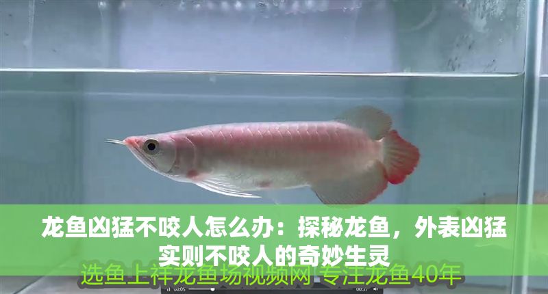 龍魚兇猛不咬人怎么辦：探秘龍魚，外表兇猛實則不咬人的奇妙生靈