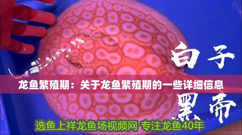 龍魚繁殖期：關于龍魚繁殖期的一些詳細信息