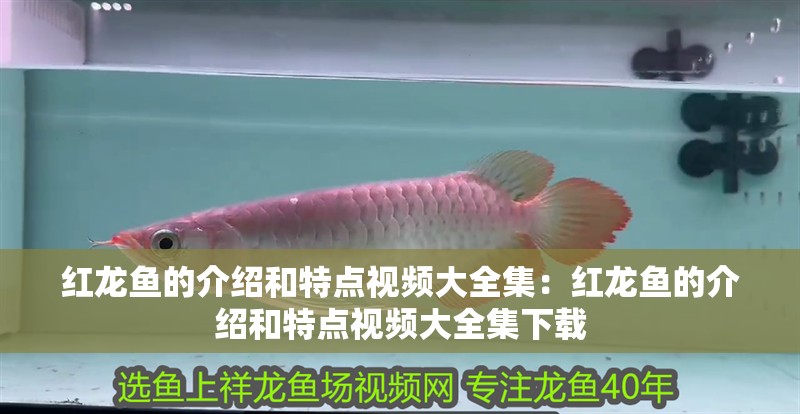 藍(lán)底金龍魚發(fā)色過程圖解視頻(藍(lán)底過背金龍魚發(fā)色過程)