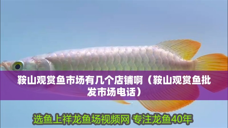 鞍山觀賞魚市場有幾個店鋪啊（鞍山觀賞魚批發(fā)市場電話）