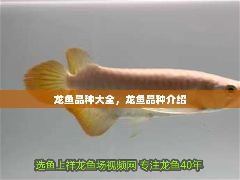 龍魚品種大全，龍魚品種介紹