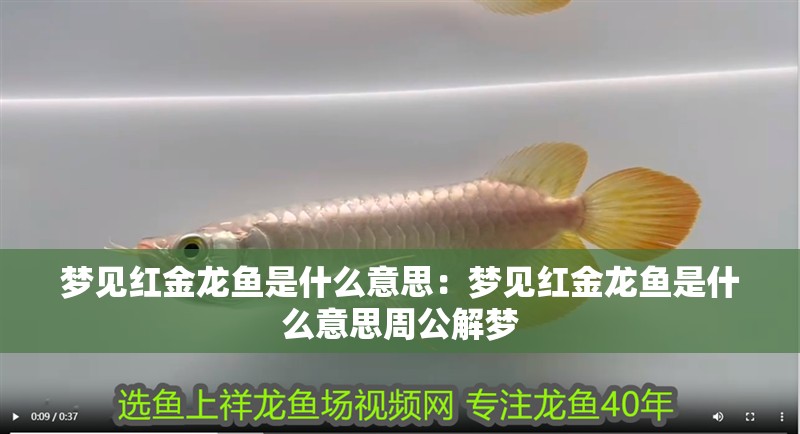 夢見紅金龍魚是什么意思：夢見紅金龍魚是什么意思周公解夢
