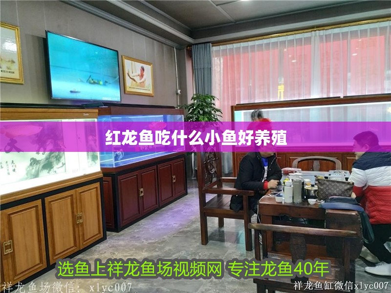紅龍魚吃什么小魚好養殖