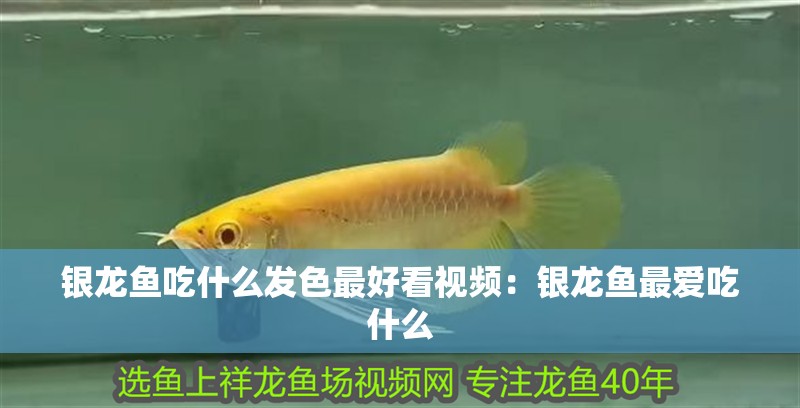 銀龍魚吃什么發(fā)色最好看視頻：銀龍魚最愛吃什么