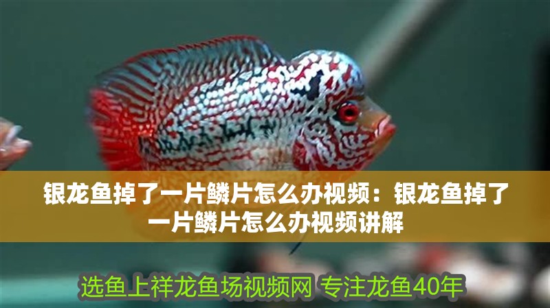 銀龍魚掉了一片鱗片怎么辦視頻：銀龍魚掉了一片鱗片怎么辦視頻講解