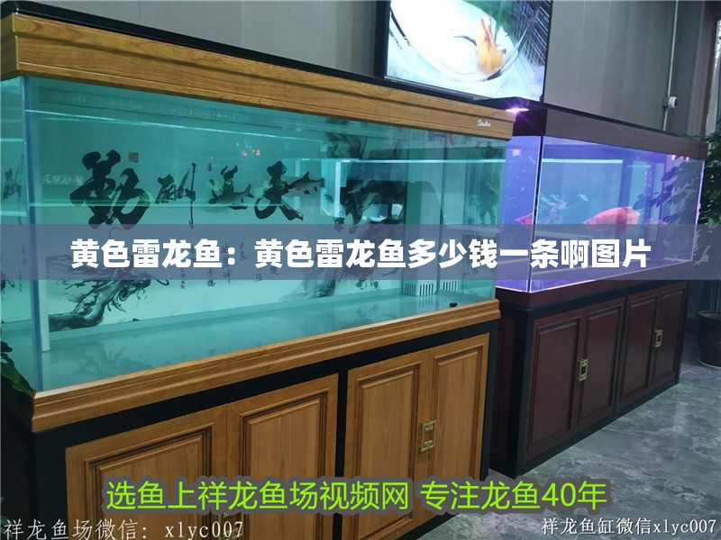 黃色雷龍魚：黃色雷龍魚多少錢一條啊圖片