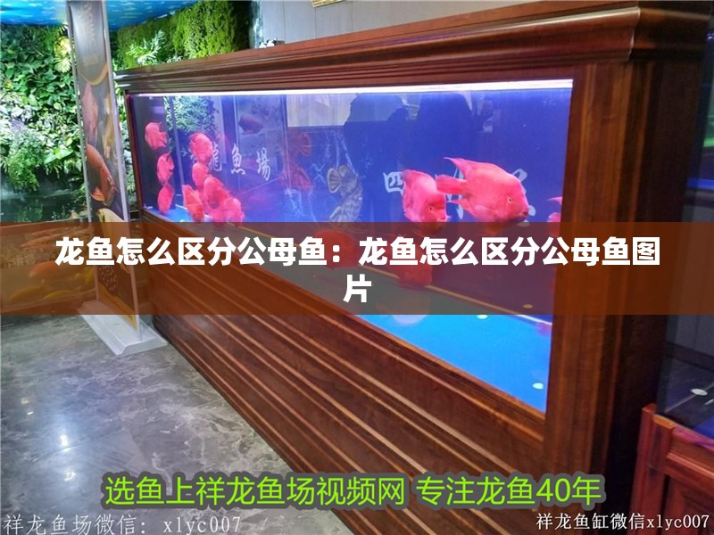 龍魚怎么區分公母魚：龍魚怎么區分公母魚圖片