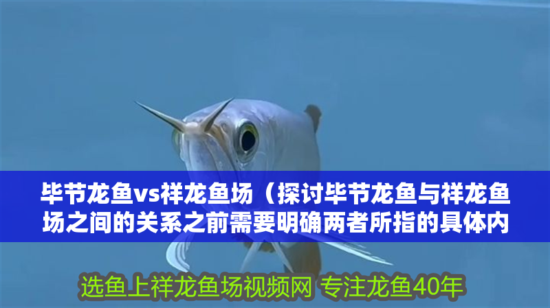 畢節(jié)龍魚(yú)vs祥龍魚(yú)場(chǎng)（探討畢節(jié)龍魚(yú)與祥龍魚(yú)場(chǎng)之間的關(guān)系之前需要明確兩者所指的具體內(nèi)容）