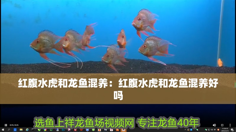 紅腹水虎和龍魚混養：紅腹水虎和龍魚混養好嗎