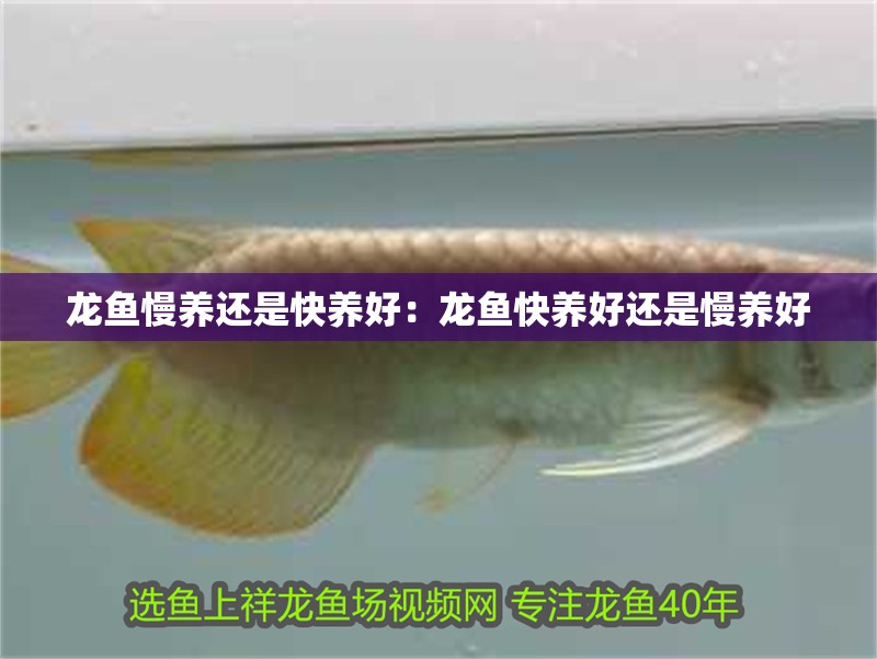 龍魚慢養還是快養好:龍魚快養好還是慢養好 龍魚百科 第2張 龍魚慢養還是快養好:龍魚快養好還是慢養好 龍魚慢養還是快養好:龍魚快養好還是慢養好 龍魚百科 第2張