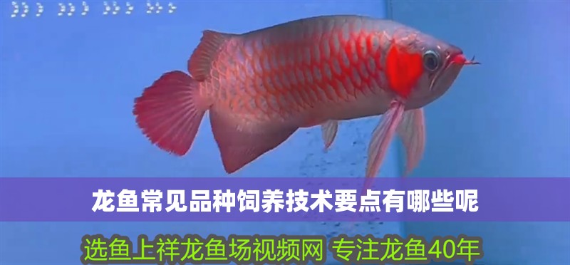 龍魚常見品種飼養(yǎng)技術(shù)要點(diǎn)有哪些呢
