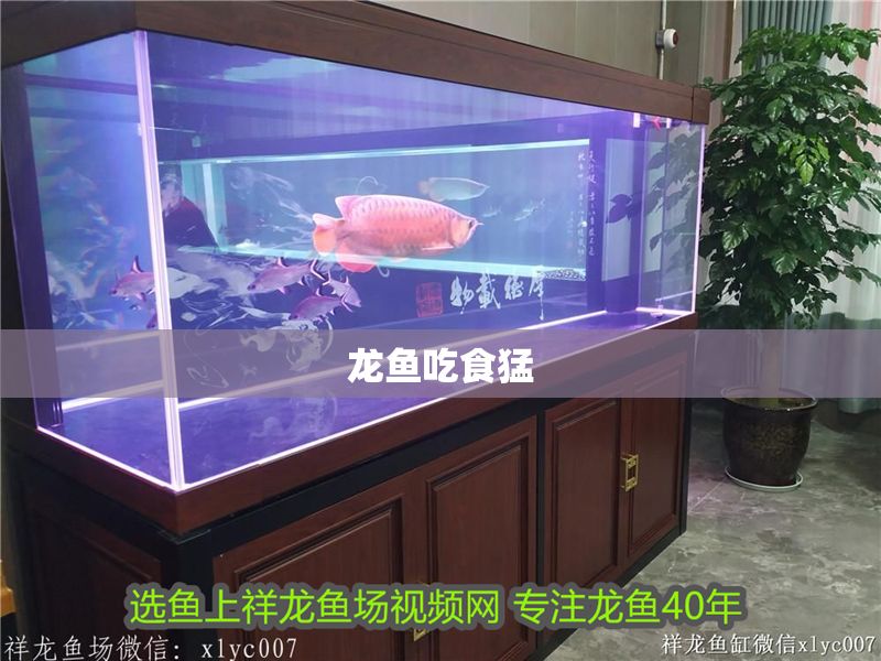 龍魚吃食猛