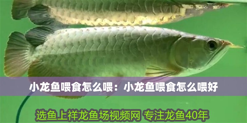 小龍魚喂食怎么喂：小龍魚喂食怎么喂好