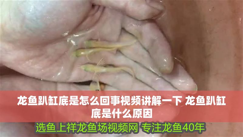 龍魚趴缸底是怎么回事視頻講解一下 龍魚趴缸底是什么原因