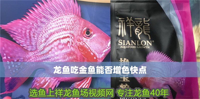 龍魚吃金魚能否增色快點
