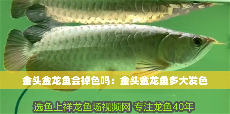 金頭金龍魚會掉色嗎：金頭金龍魚多大發色