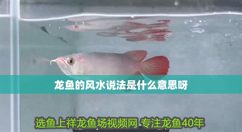龍魚的風(fēng)水說法是什么意思呀