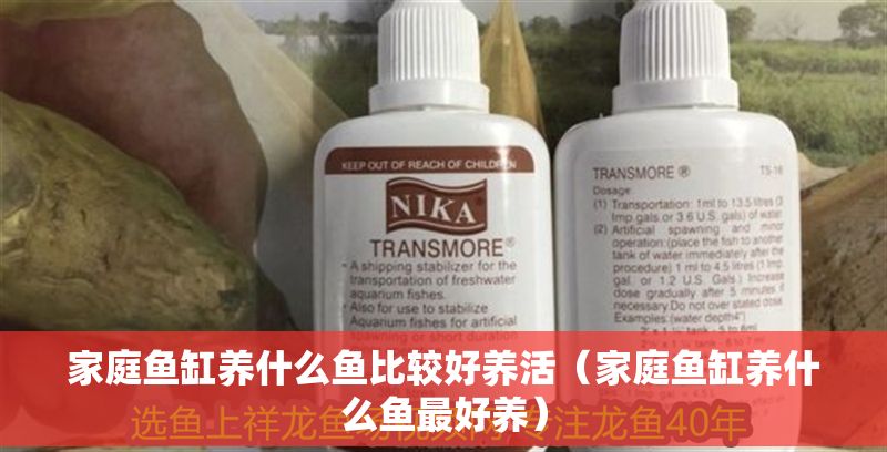 家庭魚缸養什么魚比較好養活（家庭魚缸養什么魚最好養）