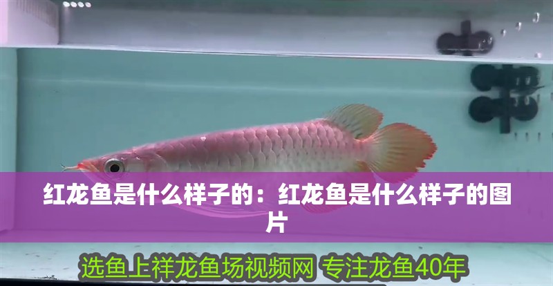 紅龍魚是什么樣子的：紅龍魚是什么樣子的圖片