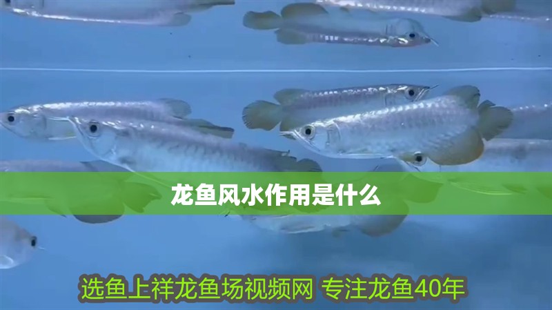 龍魚風水作用是什么