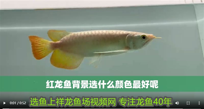紅龍魚背景選什么顏色最好呢