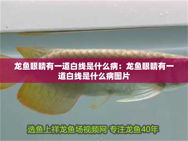 龍魚眼睛有一道白線是什么病：龍魚眼睛有一道白線是什么病圖片