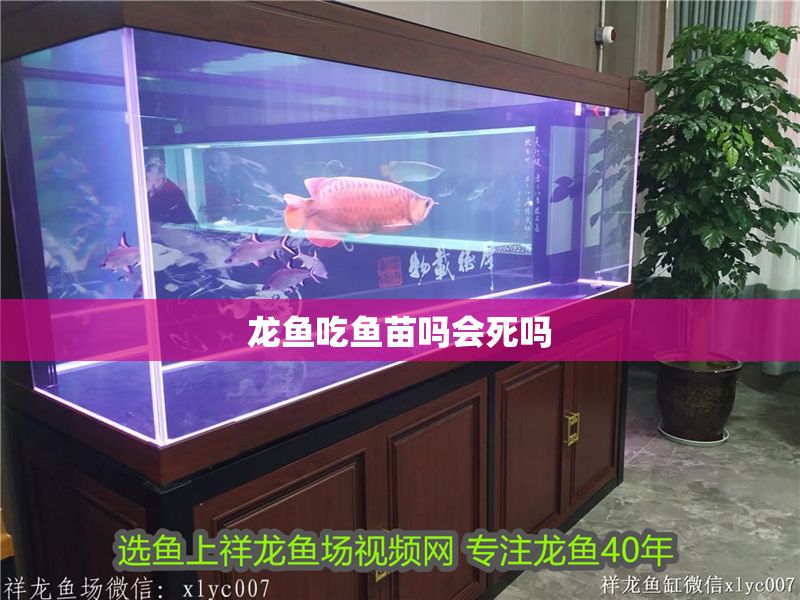 龍魚吃魚苗嗎會死嗎