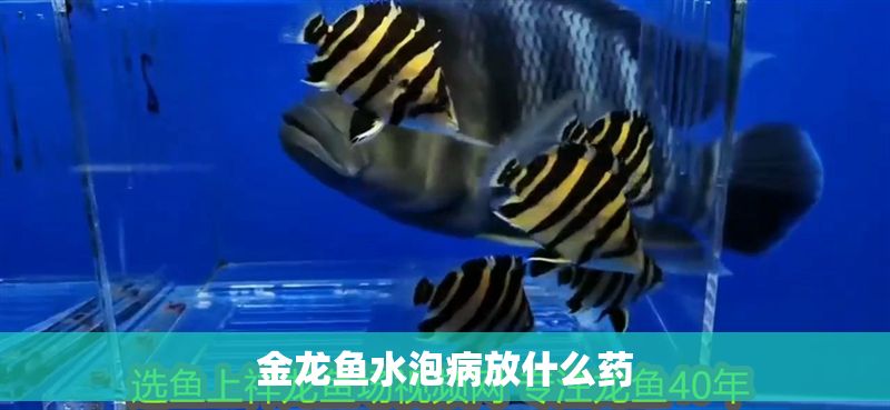 金龍魚水泡病放什么藥