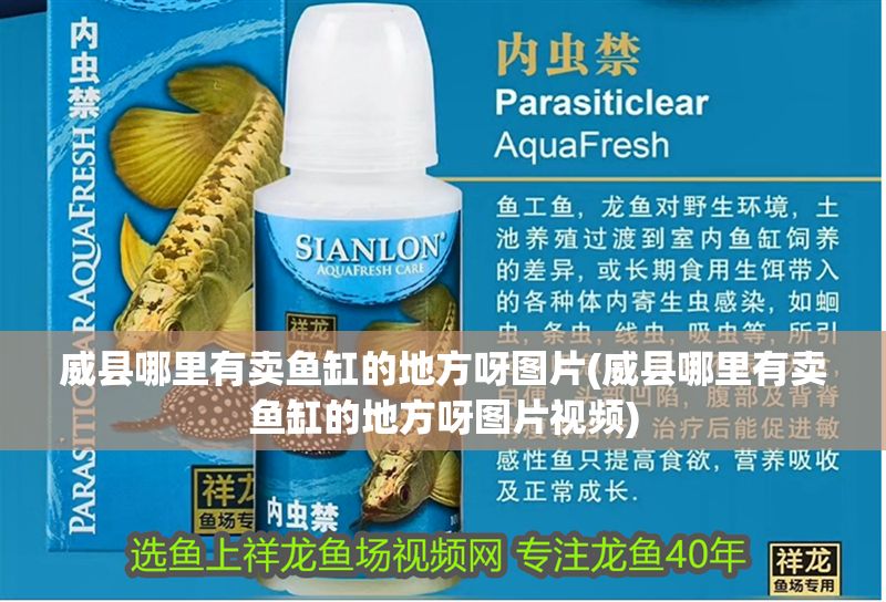 威縣哪里有賣魚缸的地方呀圖片(威縣哪里有賣魚缸的地方呀圖片視頻)