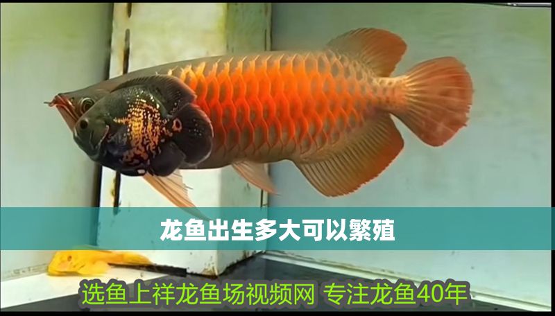 龍魚出生多大可以繁殖