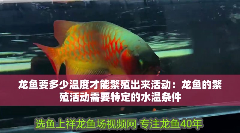 龍魚要多少溫度才能繁殖出來活動：龍魚的繁殖活動需要特定的水溫條件
