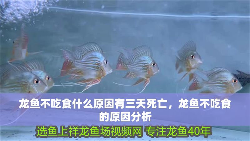 龍魚不吃食什么原因有三天死亡，龍魚不吃食的原因分析
