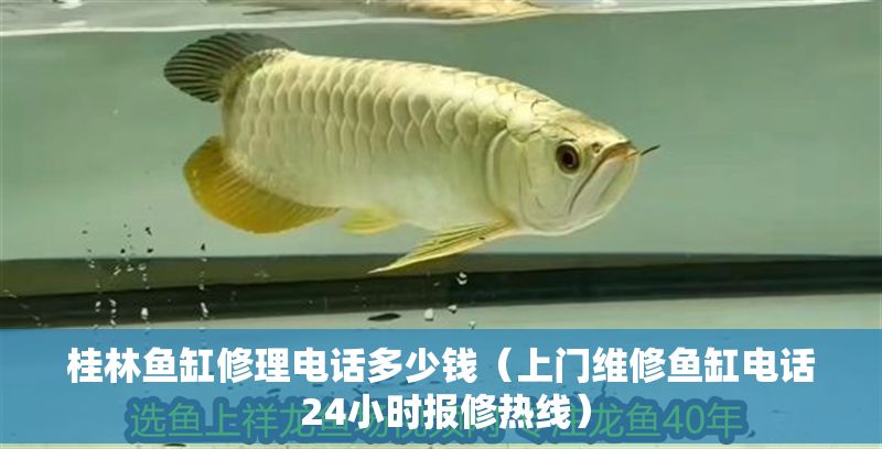 桂林魚缸修理電話多少錢（上門維修魚缸電話 24小時報修熱線）